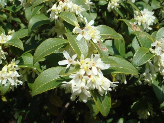 Osmanthus x burkwoodii P1C